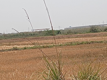 Agricultural/Farm Land for Sale in Sohna Palwal Road Sohna Palwal Road, Gurgaon (3 Acre)