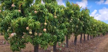 01 Cent Agricultural/Farm Land for Sale in Tamil Nadu
