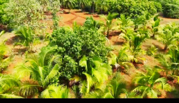 Agricultural/Farm Land for Sale in Melur, Madurai (1 Acre)