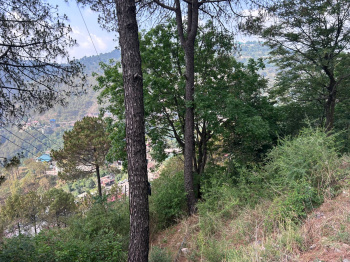 Residential Plot for Sale in Barog, Solan (50 Biswa)