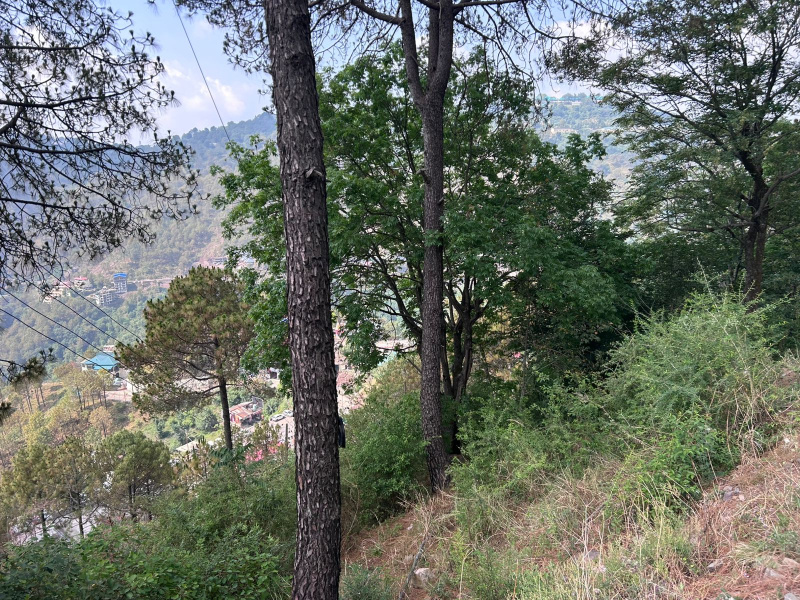 Residential Plot For Sale In Barog, Solan (50 Biswa)