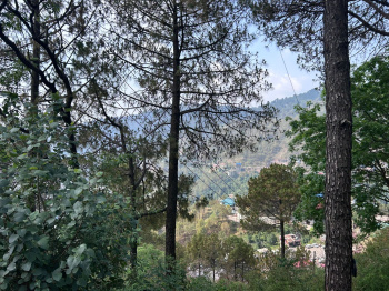 Property for sale in Barog, Solan