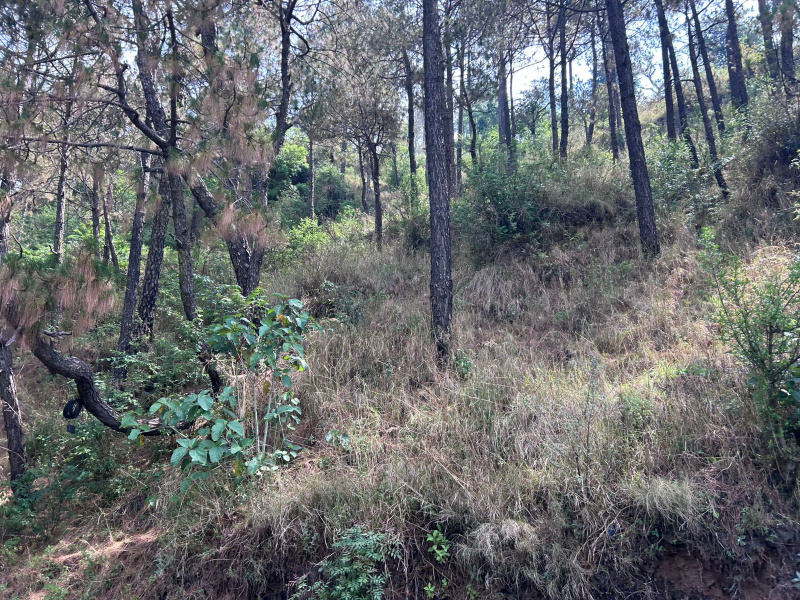 Commercial Lands /Inst. Land For Sale In Barog, Solan (210 Biswa)