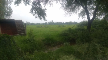 25 Bigha Agricultural/Farm Land for Sale in Nigoha, Lucknow