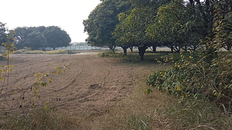 27000 Sq.ft. Agricultural/Farm Land for Sale in Mohanlalganj, Lucknow