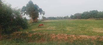 10 Bigha Agricultural/Farm Land for Sale in Mohan Road, Lucknow