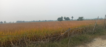 4 Bigha Agricultural/Farm Land for Sale in Nawabganj, Unnao