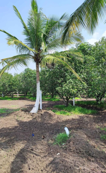 10000 Sq.ft. Agricultural/Farm Land For Sale In Olakkur, Villupuram