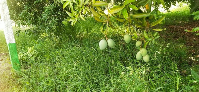 Resort Type Mango Farm For Sale