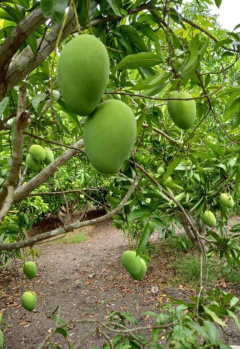 Property for sale in Tindivanam, Chennai