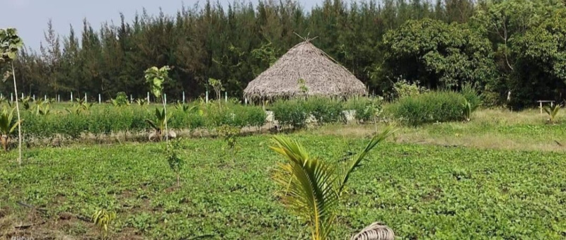 10000 Sq.ft. Agricultural/Farm Land For Sale In Ongur, Villupuram