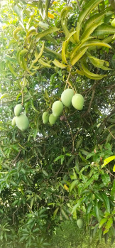 10000 Sq.ft. Agricultural/Farm Land for Sale in Chengalpet, Chennai