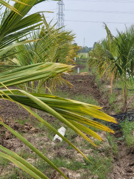 10000 Sq.ft. Agricultural/Farm Land for Sale in Chengalpet, Chennai