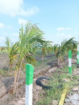 10000 Sq.ft. Agricultural/Farm Land for Sale in Padalam, Chennai