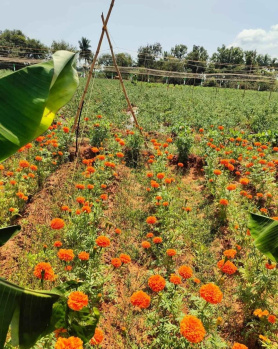 Agricultural/Farm Land for Sale in East Coast Road, Chennai (22 Cent)