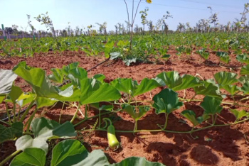Agricultural/Farm Land for Sale in East Coast Road, Chennai (9800 Sq.ft.)