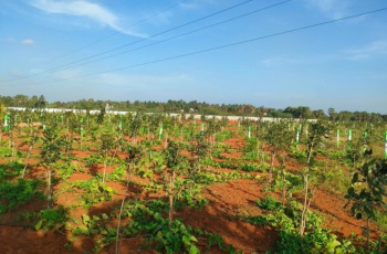 Agricultural/Farm Land for Sale in Cheyyur, Chengalpattu (10000 Sq.ft.)