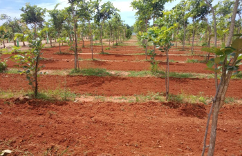 Red soil Farm with free maintenance