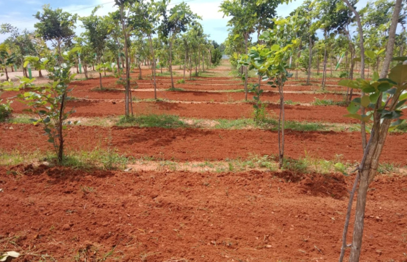 Red soil Farm with free maintenance