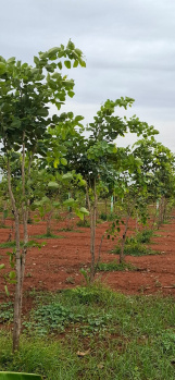 Agricultural/Farm Land for Sale in Uthiramerur, Kanchipuram (10000 Sq.ft.)