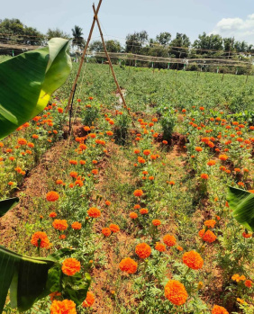 Agricultural/Farm Land for Sale in Cheyyur, Chengalpattu (9600 Sq.ft.)