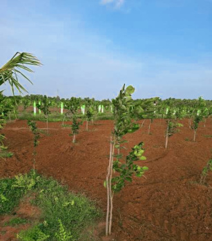 Agricultural/Farm Land for Sale in Cheyyur, Chengalpattu (9600 Sq.ft.)