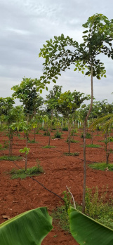 Agricultural/Farm Land for Sale in Cheyyur, Chengalpattu (10000 Sq.ft.)