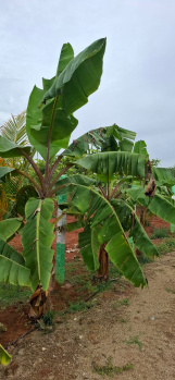 Property for sale in Maduranthakam, Chengalpattu