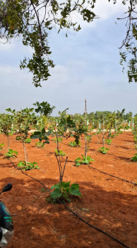 Property for sale in Bukkathurai, Chengalpattu