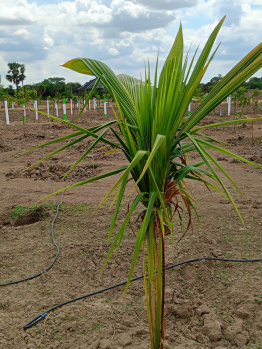 Agricultural/Farm Land for Sale in Kanchipattinam, Kanchipuram (9600 Sq.ft.)