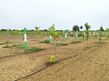 Property for sale in Walajabad, Kanchipuram