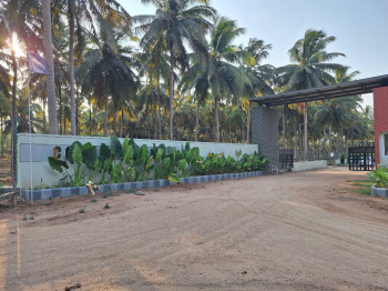 Coconut Trees & Land For Sales