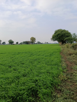 8 Acre Agricultural/Farm Land for Sale in Khirkiya, Harda