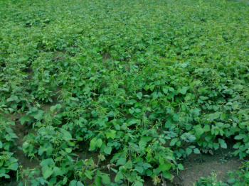 10 Acre Agricultural/Farm Land for Sale in Chhipaner Road, Harda