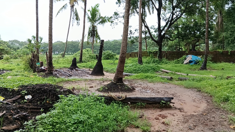 Premium Paddy Fields Touch Settlement Land In Calangute For Sale