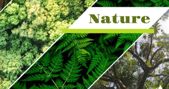 Property for sale in Denkanikottai, Krishnagiri