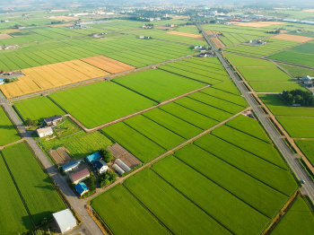 Agricultural/Farm Land for Sale in Denkanikottai, Hosur (10890 Sq.ft.)