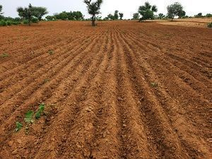 75 Acre Agricultural/Farm Land for Sale in Baloda Bazar, Raipur