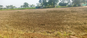 250 Acre Agricultural/Farm Land for Sale in Gaurella, Bilaspur