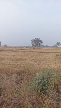 15.5 Acre Agricultural/Farm Land for Sale in Charoda, Raipur