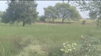 on road arang raipur 42 acer agriculture land for sell
