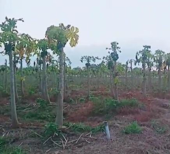 40 acres of agricultural land is 10 km from Saja and half a kilometer from the tar road