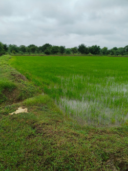 Agricultural/Farm Land for Sale in Arang, Raipur (10 Acre)