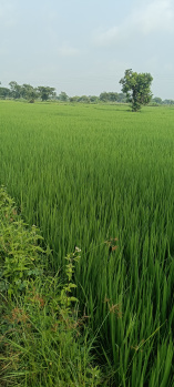 Property for sale in Dharsiwa, Raipur