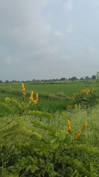 1 Acre Agricultural/Farm Land for Sale in GE Road, Raipur