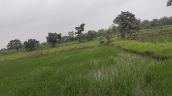 105 Acre Agricultural/Farm Land for Sale in Parsada, Raipur