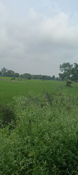 24832 Sq.ft. Agricultural/Farm Land for Sale in Baronda Road, Raipur