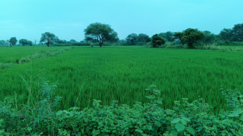 Agricultural/Farm Land for Sale in Kumhari, Raipur (200000 Sq.ft.)