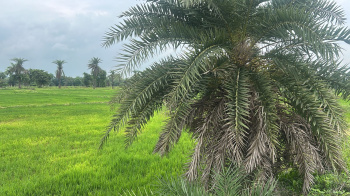 Property for sale in Bilaspur Road, Raipur