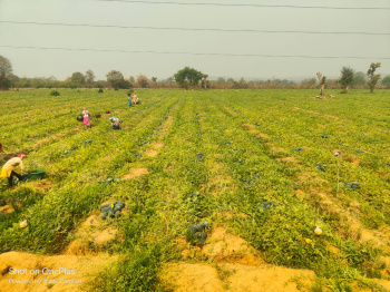 Agricultural/Farm Land for Sale in Old Dhamtari Road, Raipur (1800 Sq.ft.)